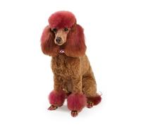 OZLHSP 500 piece jigsaw puzzles Poodle Animal 52x38cm