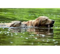 OZLHSP 500 piece jigsaw puzzles Retriever Swims After Stick Animal 52x38cm