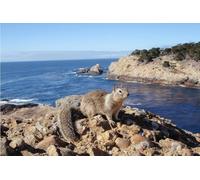 OZLHSP 500 piece jigsaw puzzles Rodents Squirrel Sea Animal 52x38cm