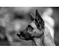 OZLHSP 500 piece jigsaw puzzles Shepherds German Shepherd Animal 52x38cm