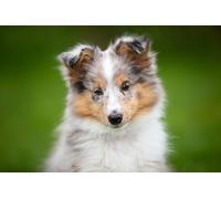 OZLHSP 500 piece jigsaw Shetland Sheepdog Puppies 52x38cm