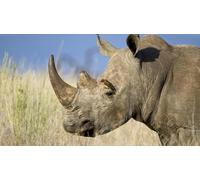 OZLHSP 500 piece jigsaws Rhinoceros Animals 52x38cm