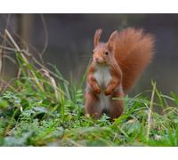 OZLHSP 500 piece jigsaws Squirrel Animals 52x38cm