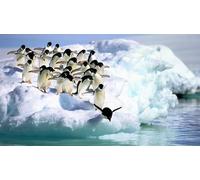 OZLHSP 500 piece puzzle Adelie Penguins, Antarctica 52x38cm