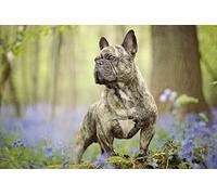 OZLHSP 500 piece puzzle Bulldog French Bulldog Animals 52x38cm