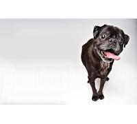 OZLHSP 500 piece puzzle Pug Animal 52x38cm