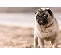 OZLHSP 500 piece puzzles for adults Pug Animals 52x38cm