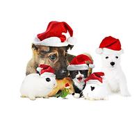 OZLHSP 500 piece puzzles for adults Puppies Kitten Cat Rabbit Parrots 52x38cm