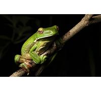 OZLHSP 500 piece puzzles White-lipped Tree Frog Animals 52x38cm