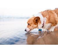 OZLHSP 500 pieces for adults Welsh Corgi Animal 52x38cm