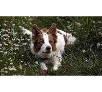 OZLHSP 500 pieces jigsaw Border Collie Animal 52x38cm
