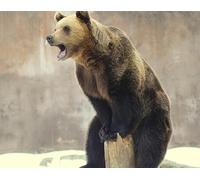 OZLHSP 500 pieces jigsaw puzzles Grizzly Bears Animal 52x38cm