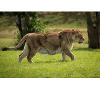 OZLHSP 500 pieces jigsaw puzzles interior design challenge Animals Lions Big Cats 52x38cm