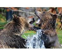 OZLHSP 500 pieces jigsaw puzzles interior design challenge Grizzly Bears Fighting Animals 52x38cm
