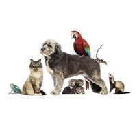 OZLHSP 500 pieces jigsaw puzzles interior design challenge Kitten Cat Frogs Parrots Lizards 52x38cm