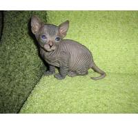 OZLHSP 500 pieces jigsaw puzzles Sphynx Kitten, Hairless Kitten 52x38cm