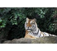 OZLHSP 500 pieces jigsaw Tiger Big Animals 52x38cm