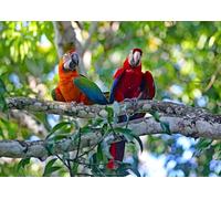 OZLHSP 500 puzzle Macaw Parrots 52x38cm