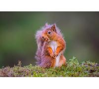 OZLHSP adult jigsaw 500 pieces Squirrel Rodents Nuts Animal 52x38cm