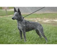 OZLHSP adult jigsaw puzzles 1000 pieces Australian Cattle Dog 75x50cm