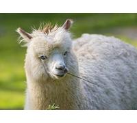 OZLHSP adult jigsaw puzzles 500 pieces Animals Llama 52x38cm