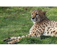 OZLHSP adult jigsaw puzzles 500 pieces Cheetahs Animal 52x38cm