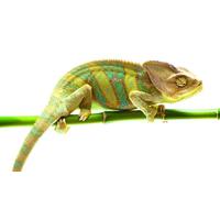 OZLHSP adult jigsaws 1000 pieces Chameleons Animals 75x50cm