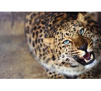 OZLHSP adult jigsaws 1000 pieces Leopard Big Cats 75x50cm