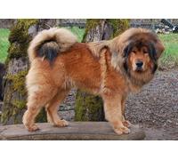 OZLHSP adult jigsaws 1500 pieces Tibetan Mastiff Animal 87x57cm
