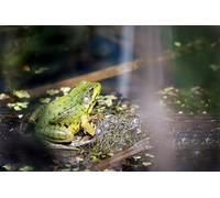 OZLHSP adult jigsaws 500 pieces Frogs Animals 52x38cm