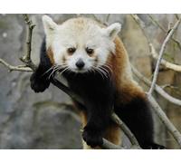 OZLHSP adult jigsaws 500 pieces Pandas Red Panda Bears Animals 52x38cm
