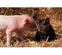 OZLHSP adult puzzle 1000 pieces Kittens Domestic Pig Animals 75x50cm