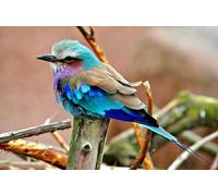 OZLHSP adult puzzle 1000 pieces Lilac Breasted Roller Animals 75x50cm