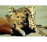 OZLHSP adult puzzle 500 pieces Cheetah Big Animals 52x38cm