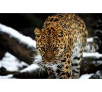 OZLHSP adult puzzle 500 pieces Leopard Big Animals 52x38cm