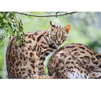 OZLHSP adult puzzle 500 pieces Ocelot Animals 52x38cm