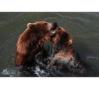 OZLHSP adult puzzles 1000 pieces Bear Fighting 75x50cm
