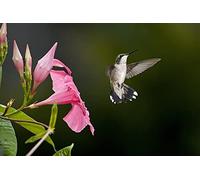 OZLHSP adult puzzles 1500 pieces Hummingbirds Animals 87x57cm