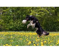 OZLHSP adult puzzles 500 pieces Border Collie 52x38cm