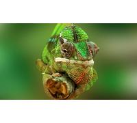OZLHSP adult puzzles 500 pieces Chameleons Animals 52x38cm