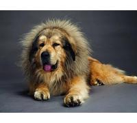 OZLHSP adult puzzles 500 pieces Tibetan Mastiff Animal 52x38cm