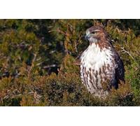 OZLHSP adults jigsaws 1500 Red-tailed Hawk Animals 87x57cm