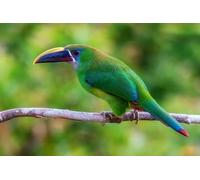 OZLHSP adults jigsaws 1500 Toucans Emerald Toucanet Animal 87x57cm