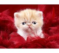 OZLHSP art jigsaw puzzles for adults 1000 piece Cats Animal 75x50cm