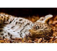 OZLHSP art jigsaw puzzles for adults 1000 piece Jaguar Big Cats Animal 75x50cm