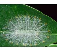OZLHSP art jigsaw puzzles for adults 1500 piece Caterpillars Insect Animals 87x57cm