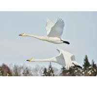 OZLHSP art jigsaw puzzles for adults 1500 piece Geese Animals 87x57cm