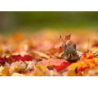 OZLHSP art jigsaw puzzles for adults 1500 piece Squirrel Animals 87x57cm