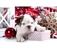 OZLHSP art jigsaw puzzles for adults 500 piece Bulldog Puppy 52x38cm