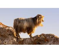 OZLHSP art jigsaw puzzles for adults 500 piece Goat Greece Animals 52x38cm